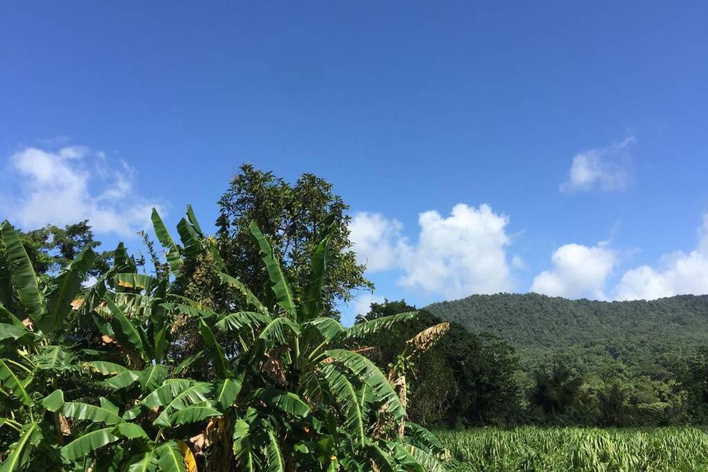 Logement En Pleine Verdure Tropicale -10 Min Plage Le Morne-Rouge Экстерьер фото