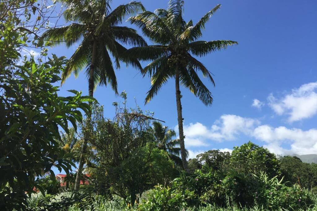 Logement En Pleine Verdure Tropicale -10 Min Plage Le Morne-Rouge Экстерьер фото